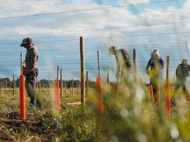 La nueva ruta de los vinos de mar: plantan los primeros viñedos en un complejo de Chapadmalal