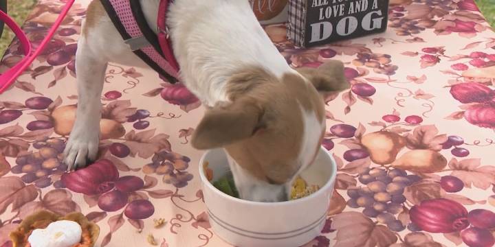 Holiday foods: What to avoid feeding pets, preventing emergencies