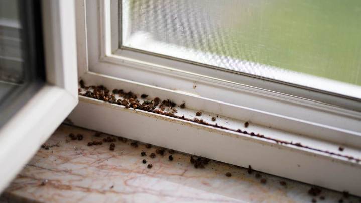 I had a ladybug infestation — here's the hack found to deter them naturally