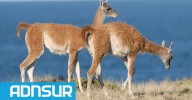 Denuncian una matanza indiscriminada de guanacos en Chubut: “Los cazan de noche, los carnean y los dejan tirados”