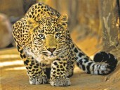 Leopard enters minister’s bungalow in Jaipur; rescue operation under way