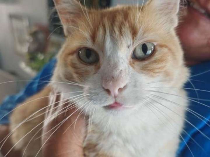 Rémi, el gato multado que no puede salir de su casa por orden de un tribunal