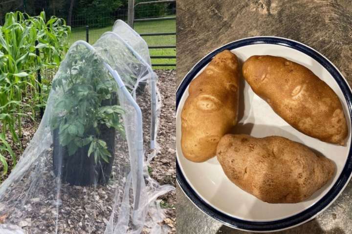 Potatoes grown in bags can yield delicious results