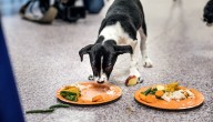 Common Thanksgiving foods can send your pet to the vet: What’s safe, what to avoid