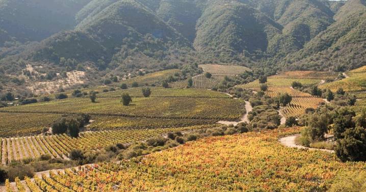 Viña de Eduardo Chadwick se reorganiza: pone en venta campo y despide personal en Caliterra