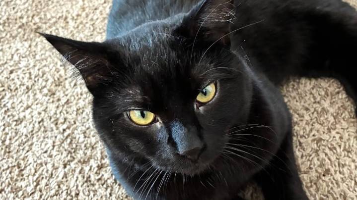 A Rottweiler mix and two affectionate cats up for…