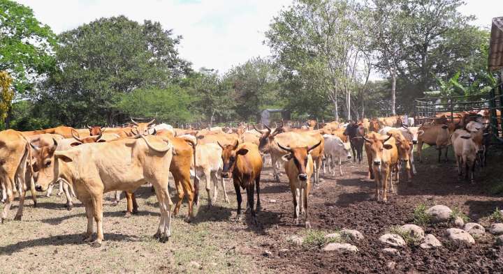 Gran Subasta Criollo Casanare reunirá a ganaderos en Aguazul