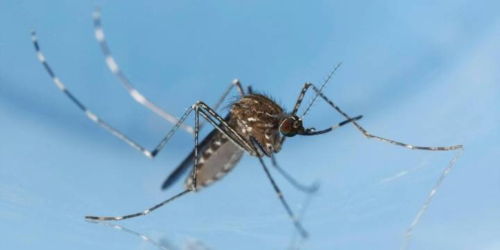 Detectaron el primer caso de virus autóctono del virus Usutu en España: qué es y cómo se contagia