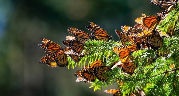 Mariposas Monarca migran con transmisores por primera vez