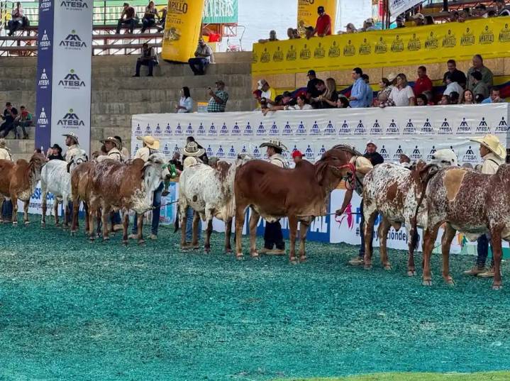 Risaralda impone récord en la Feria Nacional Cebú 2025