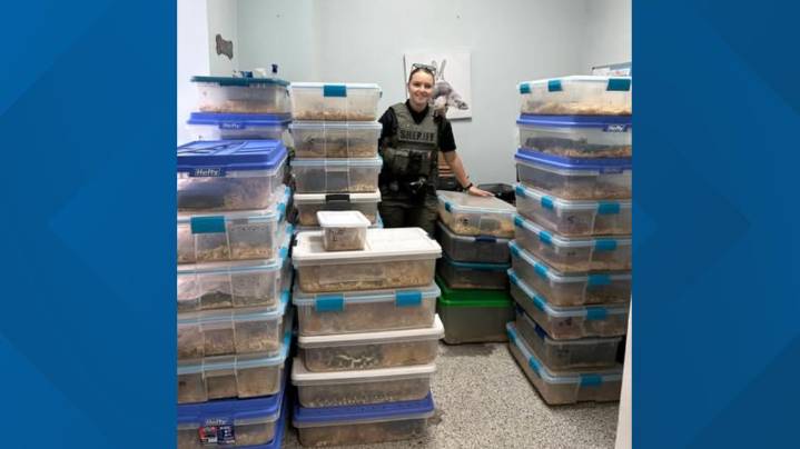 Man in Carolinas accused of abandoning 50+ snakes after getting fired