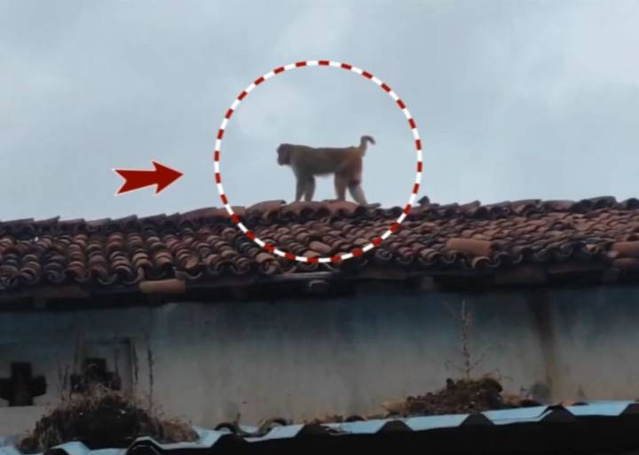 Monkeys rule the roads in Sundargarh, locals seek urgent forest dept action