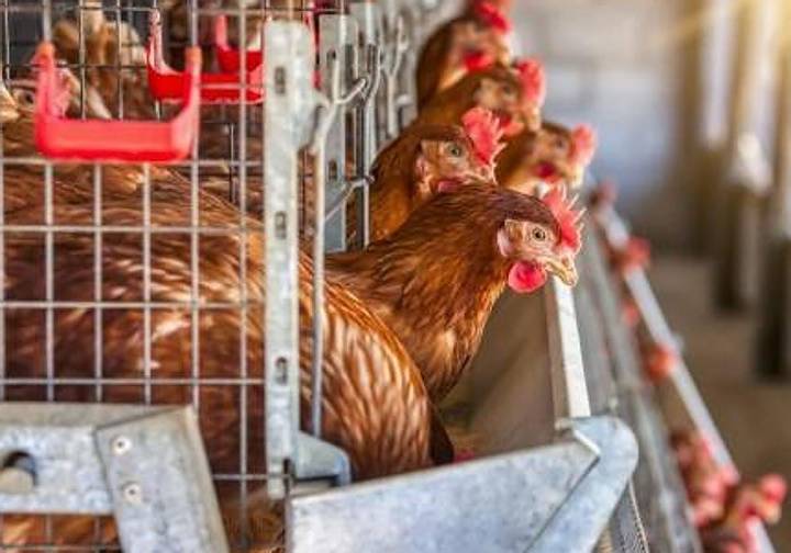 Las claves de la gripe aviar: ¿Qué es? ¿Qué categorías hay? ¿Se transmite al hombre?