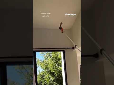 WINGED ESCAPE: Couple uses flower to save trapped hummingbird #shorts #usa #us #animal #bird