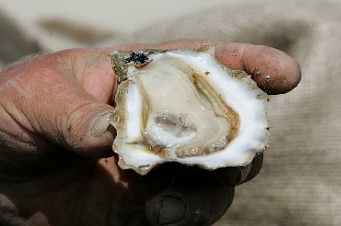Florida to reopen bay nationally known for its oysters