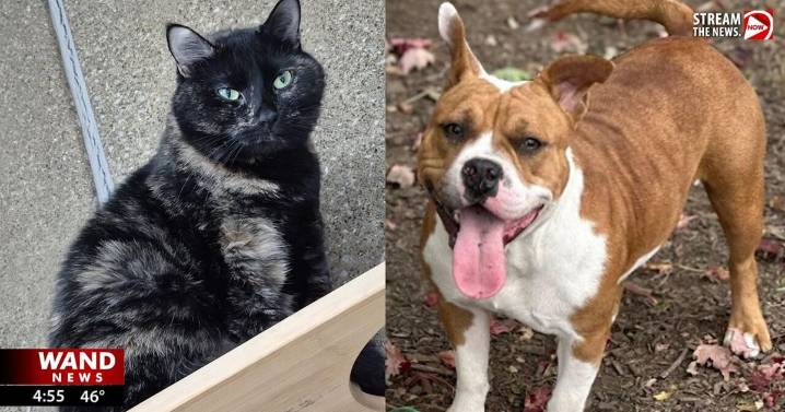 WAND's Happy Tails featuring Chunky Monkey and Zita