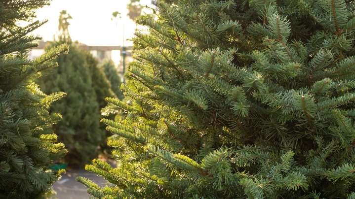 Where to get fresh cut Christmas trees in San Antonio
