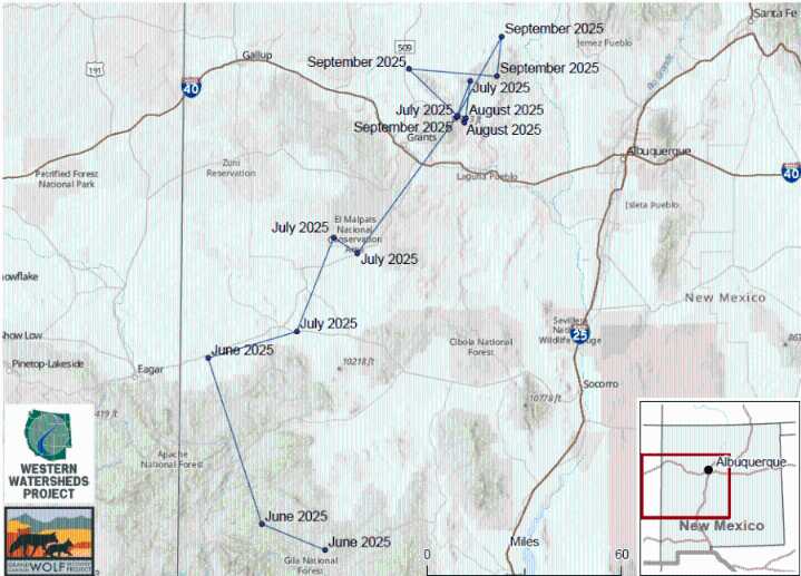 Mexican gray wolf returned to designated area after traveling north in New Mexico