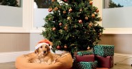 Men spend MORE than women on presents for dogs at Christmas