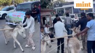 Pune news: Donkeys pull Thar in unusual protest