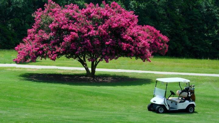 Cómo cuidar un árbol de Júpiter en maceta: convierte el jardín en un paraíso