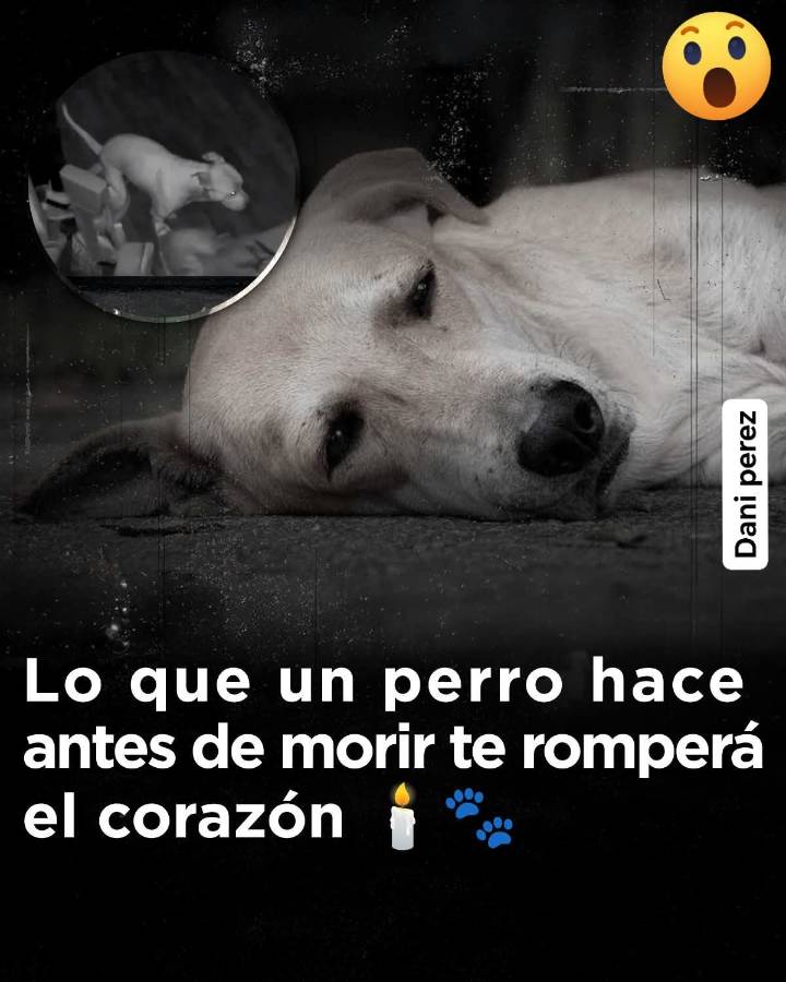TU MASCOTA SABE EL MOMENTO DE SU MUERTE