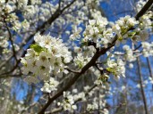 6 invasives species face ban: Michigan targets callery pear trees, Japanese barberry