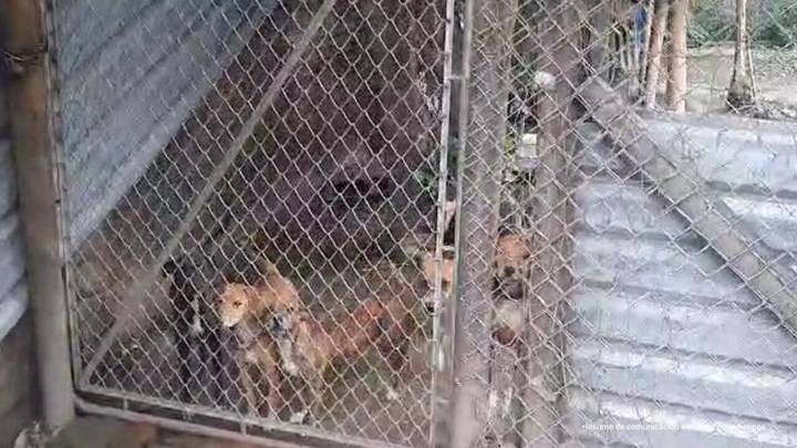 Fiscalía judicializa a un hombre en Cali por tener 14 perros en precarias condiciones; animales en “estado esquelético”