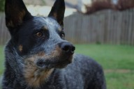 11 Best Raw Dog Food Brands For Australian Cattle Dogs