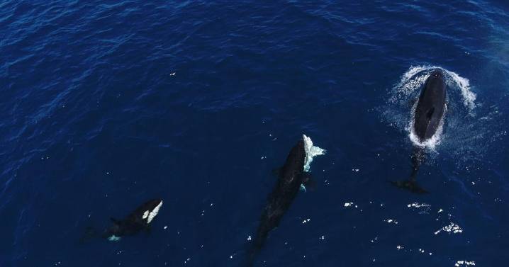 Killer whales caught on camera hunting down and eating great white sharks