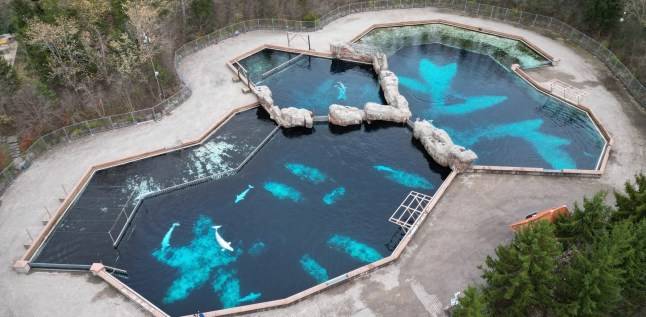 ‘Let Belugas live’ Whales threatened with euthanasia after Marineland closure