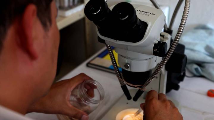 Estudian 12 muertes probables de dengue