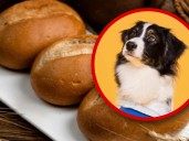 Panadería de NL aclara “no hacemos pan con perritos” tras hallazgo en su antiguo local