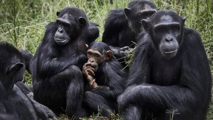 Los chimpancés también tienen sus propias pandillas de amigos, según demuestra un estudio
