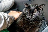 Black Cat Avoided Napping in Owner’s Lap for 18 Years