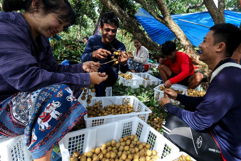 Leaving border camps for orchards, Myanmar refugees join Thai workforce