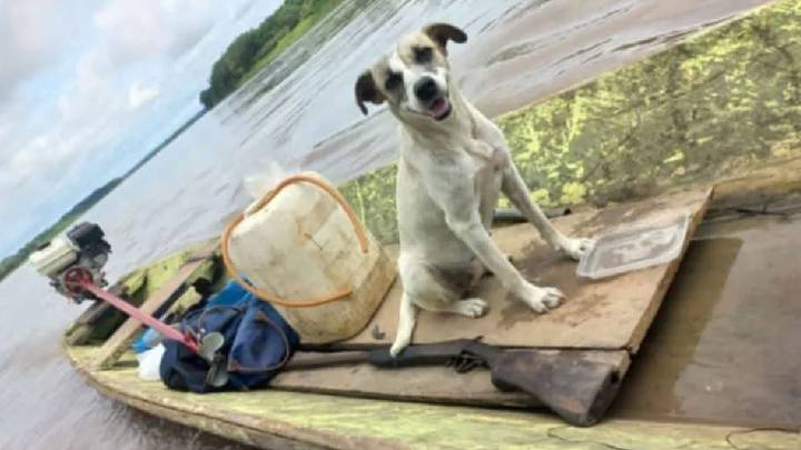 Hallan bote de hombre desaparecido y a su perrita con vida a bordo