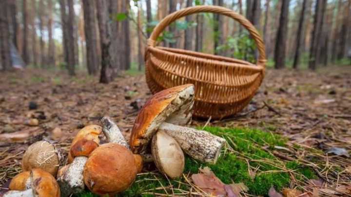 En plena temporada de setas alertan de un peligro: "Algunas son potencialmente mortales"