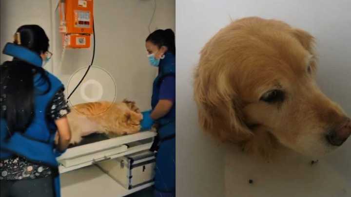 Nuevos detalles sobre el delicado estado de salud de la perrita Samantha maltratada por su 'dueño'