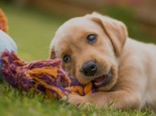 Alejandro Flores, entrenador experto de perros: “Hablar a tu mascota como si fuera un bebé para educarla es un error”