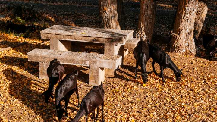Mallorca prohíbe alimentar a las cabras salvajes de la Tramuntana con multas de hasta 2.000 euros