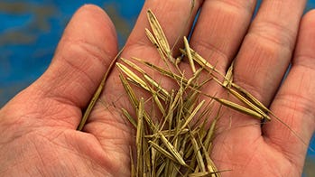 Sault Tribe joins DNR in wild rice restoration partnership