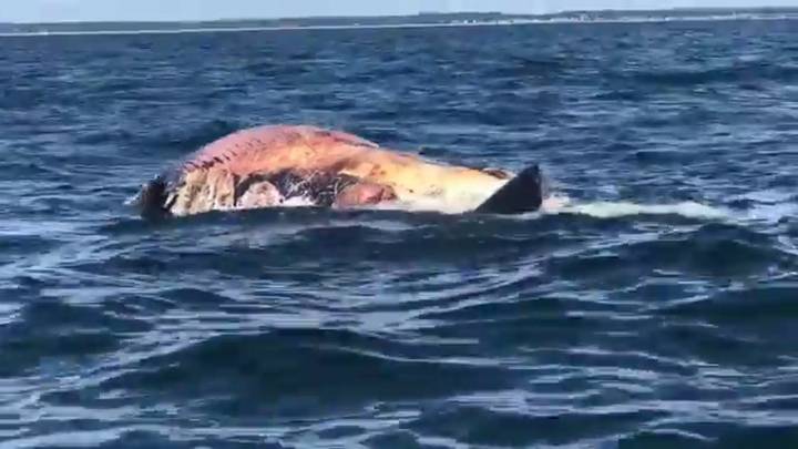 Este animal está cazando y destripando al mayor tiburón de nuestro tiempo