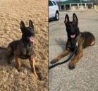 Southaven Police K-9 ‘Dagger’ expected to recover after hit by car during suspect pursuit