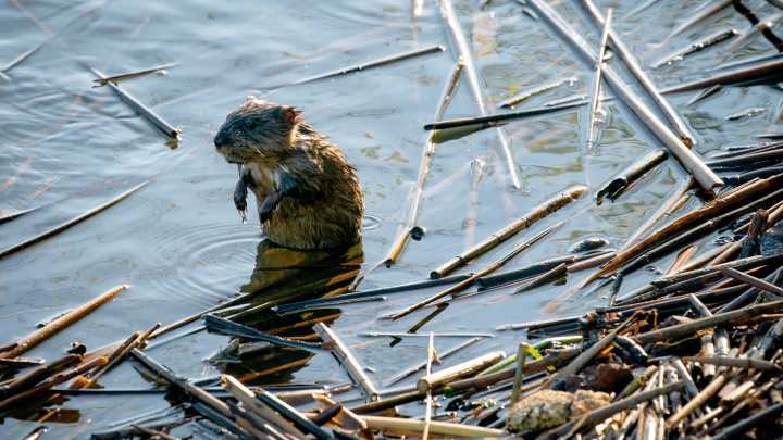 Muskrats fight invasive cattails and help restore biodiversity in Great Lakes wetlands, study finds