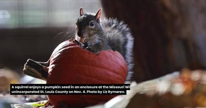 View life in St. Louis the week of Nov. 2, 2025