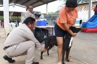 Vacunación antirrábica gratuita en Campeche este jueves 6 de noviembre: municipios y horarios