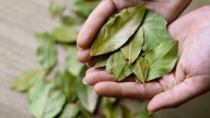 9 Clever Ways To Use Bay Leaves Around Your Home That You Didn't Already Know