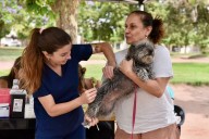 Vacunación antirrábica | Aplicaron dosis a 744 animales