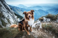 11 Energetic Dog Breeds Who Love Every Outdoor Adventure